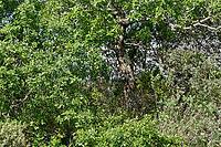 Holm oak (Quercus ilex), Loureira, Leiria district, Centro region, Portugal [IBR124651964]
