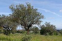 Olive trees (Olea europaea), Loureira, Leiria district, Centro region, Portugal [IBR124651965]