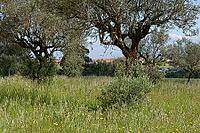 Olive trees (Olea europaea), Loureira, Leiria district, Centro region, Portugal [IBR124651966]