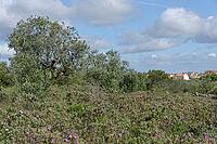 Olive tree (Olea europaea), Loureira, Leiria district, Centro region, Portugal [IBR124651967]