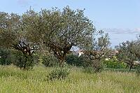 Olive trees (Olea europaea), Loureira, Leiria district, Centro region, Portugal [IBR124651968]