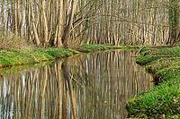 Forest with black alder (Alnus glutinosa) reflected in a stream, Wachtendonk, Kleve district, North Rhine-Westphalia, Germany [IBR124651969]
