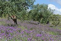 Olive trees (Olea europaea), Loureira, Leiria district, Centro region, Portugal [IBR124651970]