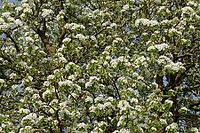 Pear tree (Pyrus) in blossom, Kempen, Viersen district, North Rhine-Westphalia, Germany [IBR124651971]