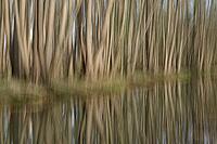 Forest with black alder (Alnus glutinosa) reflected in a stream, blurred, ICM, long exposure, Wachtendonk, Kleve district, North Rhine-Westphalia, Germany [IBR124651972]