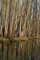 Forest with black alder (Alnus glutinosa) reflected in a stream, Wachtendonk, Kleve district, North Rhine-Westphalia, Germany [IBR124651973]