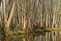 Forest with black alder (Alnus glutinosa) reflected in a stream, Wachtendonk, Kleve district, North Rhine-Westphalia, Germany [IBR124651974]