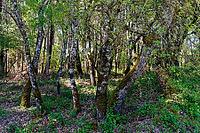 Holm oak (Quercus ilex), Loureira, Leiria district, Centro region, Portugal [IBR124651975]