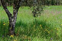 Olive tree (Olea europaea), Loureira, Leiria district, Centro region, Portugal [IBR124651976]