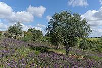 Olive trees (Olea europaea), Loureira, Leiria district, Centro region, Portugal [IBR124651977]