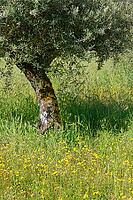 Olive tree (Olea europaea), Loureira, Leiria district, Centro region, Portugal [IBR124651978]