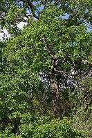 Holm oak (Quercus ilex), Loureira, Leiria district, Centro region, Portugal [IBR124651979]