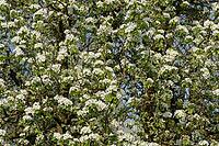 Pear tree (Pyrus) in blossom, Kempen, Viersen district, North Rhine-Westphalia, Germany [IBR124651980]