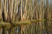 Forest with black alder (Alnus glutinosa) reflected in a stream, blurred, ICM, long exposure, Wachtendonk, Kleve district, North Rhine-Westphalia, Germany [IBR124651981]