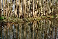 Forest with black alder (Alnus glutinosa) reflected in a stream, Wachtendonk, Kleve district, North Rhine-Westphalia, Germany [IBR124651982]