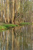 Forest with black alder (Alnus glutinosa) reflected in a stream, Wachtendonk, Kleve district, North Rhine-Westphalia, Germany [IBR124651983]