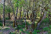 Holm oak (Quercus ilex), Loureira, Leiria district, Centro region, Portugal [IBR124651984]