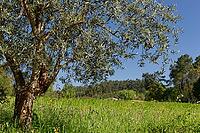 Olive tree (Olea europaea), Loureira, Leiria district, Centro region, Portugal [IBR124651985]