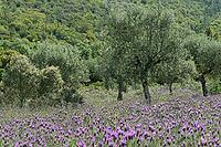 Olive trees (Olea europaea), Loureira, Leiria district, Centro region, Portugal [IBR124651986]