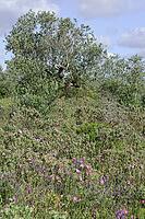Olive tree (Olea europaea), Loureira, Leiria district, Centro region, Portugal [IBR124651987]