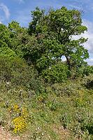 Holm oak (Quercus ilex), Loureira, Leiria district, Centro region, Portugal [IBR124651988]