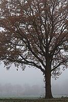 English oak (Quercus robur) in the field, Hülserbruch, Krefeld, North Rhine-Westphalia, Germany [IBR124651990]