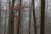 Autumn forest with copper beech (Fagus silvatica), Hülserbruch nature reserve, Krefeld, North Rhine-Westphalia, Germany [IBR124651991]