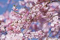 Japanese flowering cherry (Prunus serrulata), Kempen, Viersen district, North Rhine-Westphalia, Germany [IBR124651992]