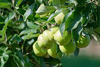 Apples (Malus) hanging from a tree, orchard, Kempen, Viersen district, North Rhine-Westphalia, Germany [IBR124651993]