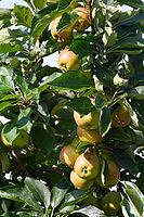Apples (Malus) hanging from a tree, orchard, Kempen, Viersen district, North Rhine-Westphalia, Germany [IBR124651995]