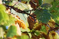 Autumn foliage of the English oak (Quercus robur), Krickenbecker Seen nature park Park, Hinsbeck, Nettetal, Viersen district, North Rhine-Westphalia, Germany [IBR124651996]