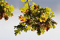 Autumn foliage of the English oak (Quercus robur), Krickenbecker Seen nature park Park, Hinsbeck, Nettetal, Viersen district, North Rhine-Westphalia, Germany [IBR124651997]