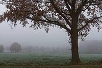 English oaks (Quercus robur) in the field, Hülserbruch, Krefeld, North Rhine-Westphalia, Germany [IBR124651998]