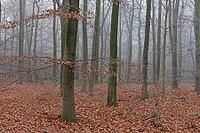 Autumn forest with copper beech (Fagus silvatica), Hülserbruch nature reserve, Krefeld, North Rhine-Westphalia, Germany [IBR124651999]