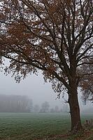 English oak (Quercus robur) in the field, Hülserbruch, Krefeld, North Rhine-Westphalia, Germany [IBR124652000]