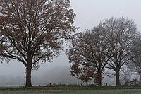 English oaks (Quercus robur) in the field, Hülserbruch, Krefeld, North Rhine-Westphalia, Germany [IBR124652001]