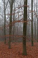 Autumn forest with copper beech (Fagus silvatica), Hülserbruch nature reserve, Krefeld, North Rhine-Westphalia, Germany [IBR124652002]