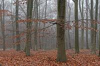 Autumn forest with copper beech (Fagus silvatica), Hülserbruch nature reserve, Krefeld, North Rhine-Westphalia, Germany [IBR124652003]