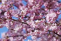 Japanese flowering cherry (Prunus serrulata), Kempen, Viersen district, North Rhine-Westphalia, Germany [IBR124652004]