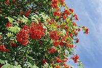 Berries of mountain ash (Sorbus aucuparia), Kempen, Viersen district, North Rhine-Westphalia, Germany [IBR124652005]