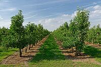 Apple trees (Malus), orchard, Kempen, Viersen district, North Rhine-Westphalia, Germany [IBR124652006]