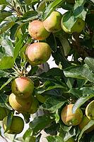 Apples (Malus) hanging from a tree, orchard, Kempen, Viersen district, North Rhine-Westphalia, Germany [IBR124652007]