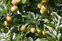 Apples (Malus) hanging from a tree, orchard, Kempen, Viersen district, North Rhine-Westphalia, Germany [IBR124652008]