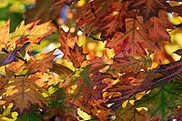 Autumn foliage of the red oak (Quercus rubra), Krickenbecker Seen nature park Park, Hinsbeck, Nettetal, Viersen district, North Rhine-Westphalia, Germany [IBR124652009]