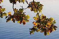 Autumn foliage of the English oak (Quercus robur), Krickenbecker Seen nature park Park, Hinsbeck, Nettetal, Viersen district, North Rhine-Westphalia, Germany [IBR124652010]