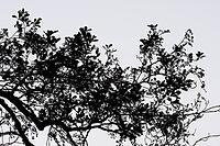 Silhouette of a branch of a black alder (Alnus glutinosa), Krickenbecker Seen nature park Park, Hinsbeck, Nettetal, Viersen district, North Rhine-Westphalia, Germany [IBR124652012]