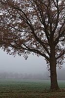 English oak (Quercus robur) in the field, Hülserbruch, Krefeld, North Rhine-Westphalia, Germany [IBR124652013]
