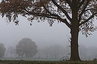 English oaks (Quercus robur) in the field, Hülserbruch, Krefeld, North Rhine-Westphalia, Germany [IBR124652014]
