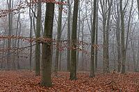Autumn forest with copper beech (Fagus silvatica), Hülserbruch nature reserve, Krefeld, North Rhine-Westphalia, Germany [IBR124652015]