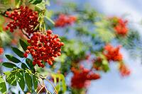 Berries of mountain ash (Sorbus aucuparia), Kempen, Viersen district, North Rhine-Westphalia, Germany [IBR124652017]